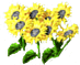 Sonnenblumen